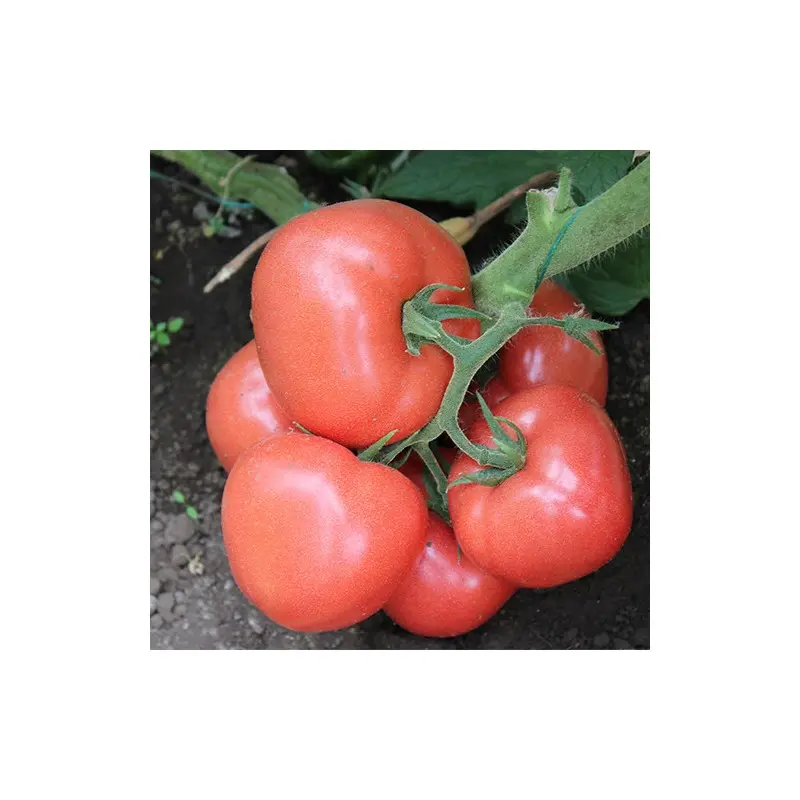 Seminte tomate Loara F1 (T210291 F1)