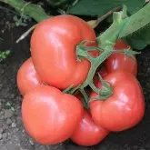 Seminte tomate Loara F1 (T210291 F1)