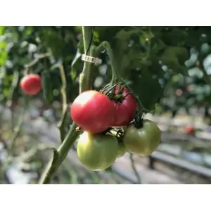 Seminte tomate Honey Moon F1