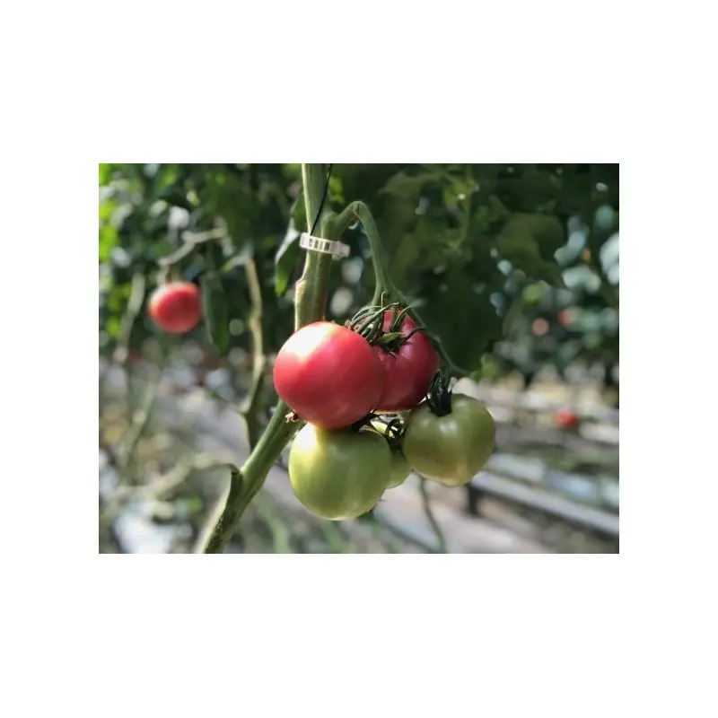 Seminte tomate Honey Moon F1