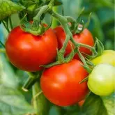 Seminte tomate Honey Moon F1
