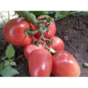 Seminte tomate Kongo F1
