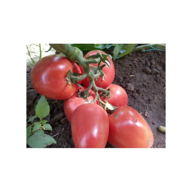 Seminte tomate Kongo F1