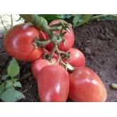 Seminte tomate Kongo F1
