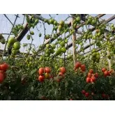 Seminte tomate Kongo F1