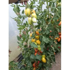 Seminte tomate Kongo F1