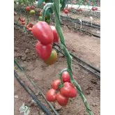 Seminte tomate Kongo F1