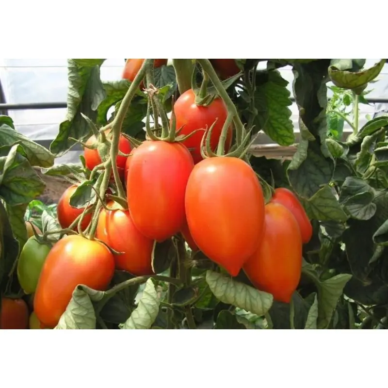 Seminte tomate Colibri F1