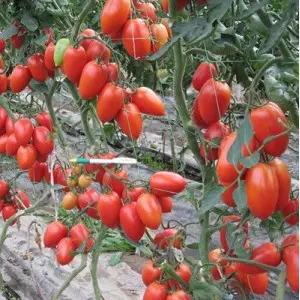 Seminte tomate Colibri F1