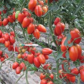 Seminte tomate Colibri F1