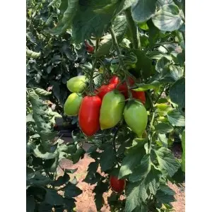 Seminte tomate Mirely F1