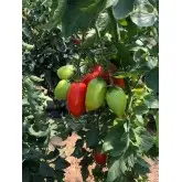Seminte tomate Mirely F1