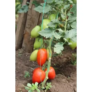Seminte tomate Mirely F1