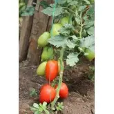 Seminte tomate Mirely F1