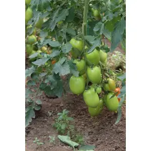 Seminte tomate Mirely F1
