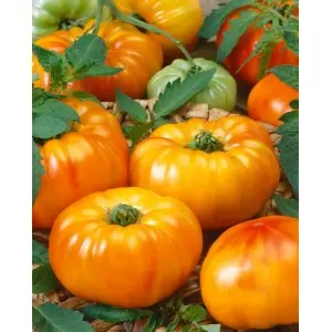 Seminte tomate Buffalosun F1