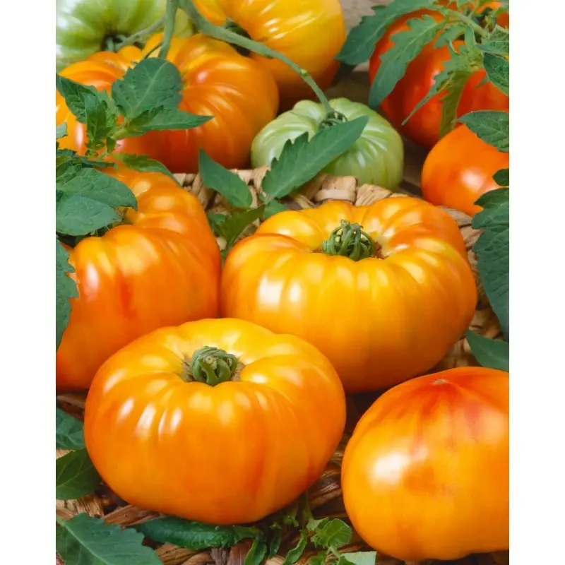Seminte tomate Buffalosun F1