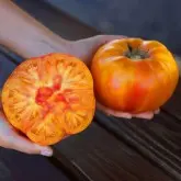 Seminte tomate Buffalosun F1