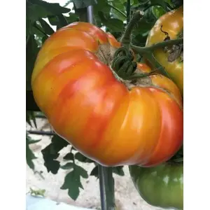 Seminte tomate Buffalosun F1