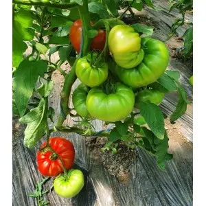 Seminte tomate Buffalosteak F1
