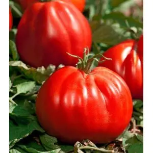 Seminte tomate Corazon F1