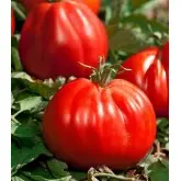 Seminte tomate Corazon F1