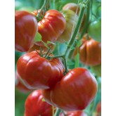 Seminte tomate Gourmandia F1
