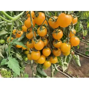 Seminte tomate cherry Goldwin F1