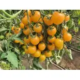 Seminte tomate cherry Goldwin F1