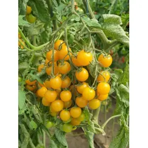 Seminte tomate cherry Goldwin F1