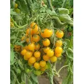 Seminte tomate cherry Goldwin F1