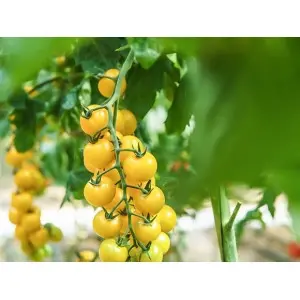 Seminte tomate cherry Goldwin F1