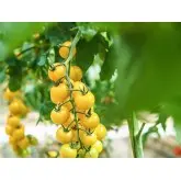 Seminte tomate cherry Goldwin F1