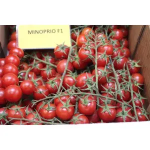 Seminte tomate cherry Minoprio F1