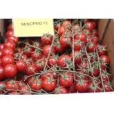 Seminte tomate cherry Minoprio F1