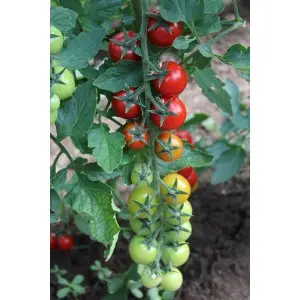 Seminte tomate cherry Minoprio F1