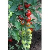 Seminte tomate cherry Minoprio F1
