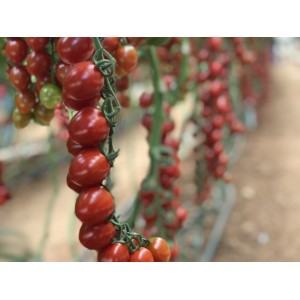 Seminte tomate cherry Tutti Frutti F1