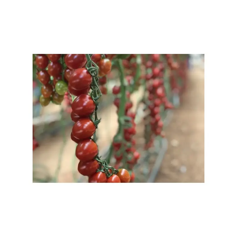 Seminte tomate cherry Tutti Frutti F1