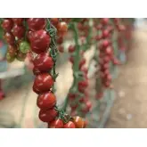 Seminte tomate cherry Tutti Frutti F1