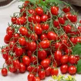 Seminte tomate cherry Tutti Frutti F1