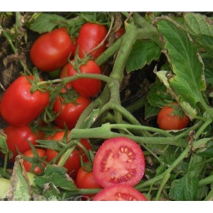 Seminte tomate Dyno F1 (CLX 38131)