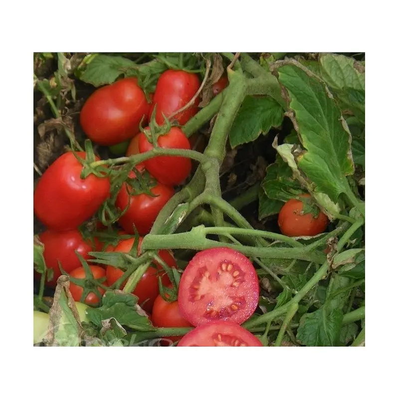 Seminte tomate Dyno F1 (CLX 38131)
