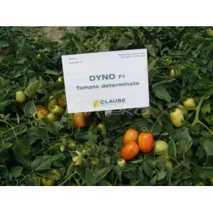 Seminte tomate Dyno F1 (CLX 38131)