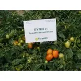 Seminte tomate Dyno F1 (CLX 38131)