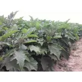 Seminte vinete Classic F1