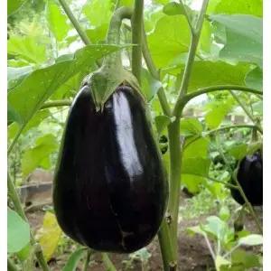 Seminte vinete Galine F1