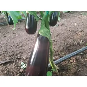 Seminte vinete Octavia F1