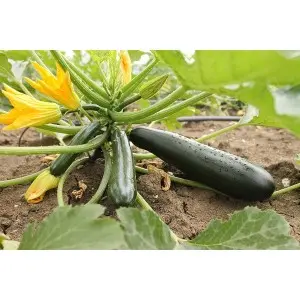 Seminte dovlecel Dark Shadow F1