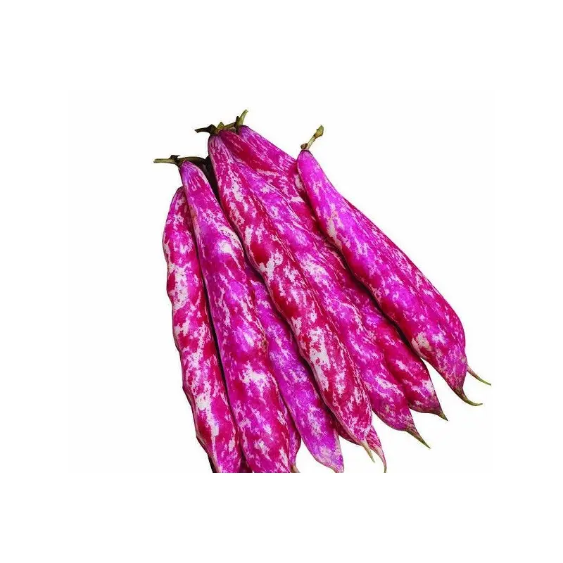 Seminte fasole oloaga lata Dalmaziano